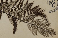 粉葉蕨藏品圖，第3張