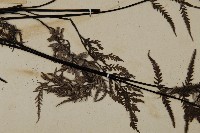 粉葉蕨藏品圖，第4張