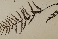 粉葉蕨藏品圖，第5張