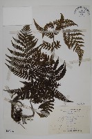 愛德氏肋毛蕨藏品圖，第1張