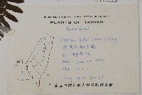 愛德氏肋毛蕨藏品圖，第2張