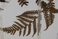 愛德氏肋毛蕨藏品圖，第3張