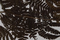 愛德氏肋毛蕨藏品圖，第4張