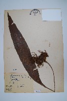 扇蕨藏品圖，第1張