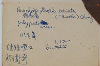 扇蕨藏品圖，第2張