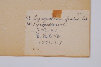 福氏石松藏品圖，第2張