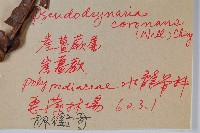 崖薑蕨藏品圖，第2張