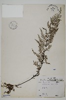 粉葉蕨藏品圖，第1張