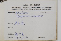 粉葉蕨藏品圖，第2張