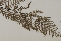 粉葉蕨藏品圖，第3張