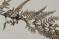 粉葉蕨藏品圖，第4張