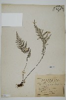 粉葉蕨藏品圖，第1張