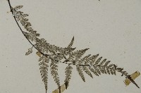 粉葉蕨藏品圖，第3張