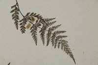 粉葉蕨藏品圖，第4張