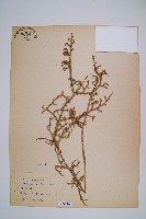 過山龍藏品圖，第1張