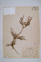 過山龍藏品圖，第1張