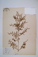 過山龍藏品圖，第1張