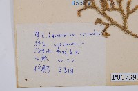 過山龍藏品圖，第2張