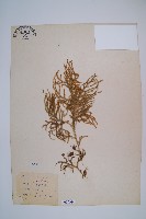 過山龍藏品圖，第1張