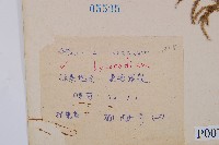 過山龍藏品圖，第2張