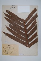 崖薑蕨藏品圖，第1張