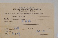 崖薑蕨藏品圖，第2張