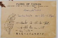 瓶蕨藏品圖，第2張