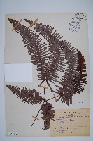 芒萁藏品圖，第1張