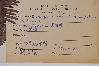 芒萁藏品圖，第2張