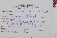 芒萁藏品圖，第1張