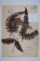 芒萁藏品圖，第1張