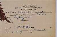 芒萁藏品圖，第2張