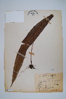 扇蕨藏品圖，第1張