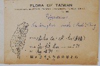 扇蕨藏品圖，第2張