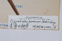 臺灣水龍骨藏品圖，第2張