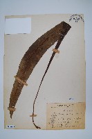 扇蕨藏品圖，第1張