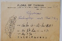 扇蕨藏品圖，第2張