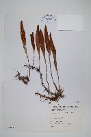 石葦藏品圖，第1張