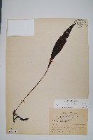 萊氏線蕨藏品圖，第1張