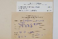 萊氏線蕨藏品圖，第2張