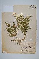 高雄卷柏藏品圖，第1張