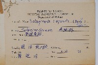 高雄卷柏藏品圖，第2張