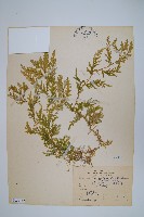 全緣卷柏藏品圖，第1張