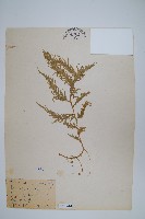 全緣卷柏藏品圖，第1張