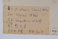 全緣卷柏藏品圖，第2張