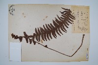 腎蕨藏品圖，第1張