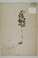 鐵線蕨藏品圖，第1張