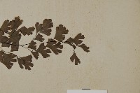 鐵線蕨藏品圖，第3張