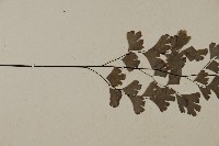 鐵線蕨藏品圖，第4張