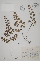 鐵線蕨藏品圖，第1張